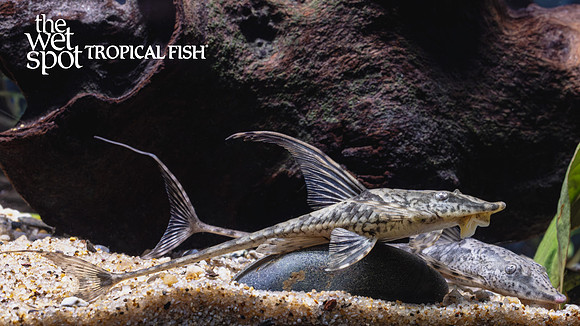 Sturisomatichthys leightoni "Dwarf Royal Twig Cat"  "Colombia"