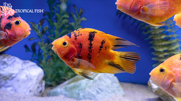 "Cichlasoma" sp.  "Red Tiger Parrot Cichlid"