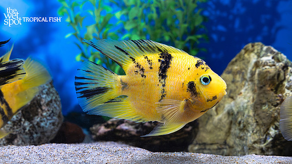 "Cichlasoma" sp.  "Yellow Tiger Parrot Cichlid"