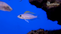 Neolamprologus caudopunctatus"Red Fin"