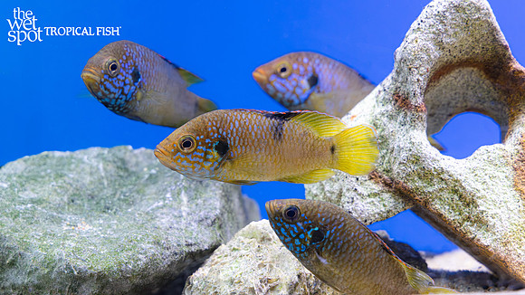 Hemichromis sp. "Guinea I" "Limbun/Kolente Forest Jewel"