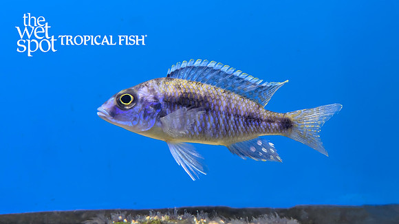 Otopharynx tetrastigma