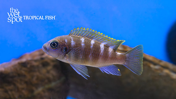 Metriaclima sp. "Red Top Gallireya"