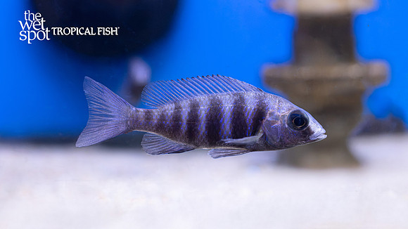 Placidochromis sp. "Phenochilus Tanzania"