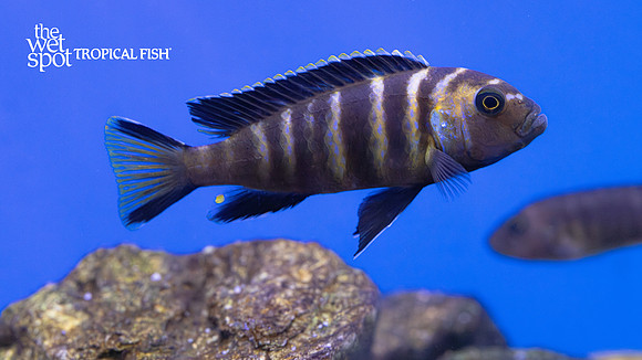 Metriaclima sp. "Elongatus Chailosi"  "Chitande Island"