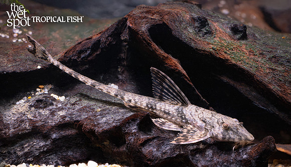 Rineloricaria eigenmanni "Whiptail Cat" "Colombia"