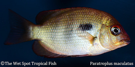 Paretroplus maculatus