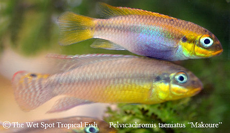Pelvicachromis kribensis "Taeniatus Makoure" ♂♀