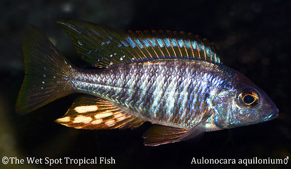 Aulonocara aquilonium