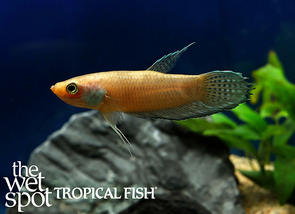 Betta cf. stigmosa