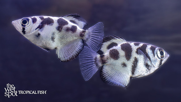 Toxotes blythii "Freshwater Clouded Archerfish"