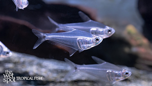 Protocheirodon pi "Crystal Tetra" "Peru"