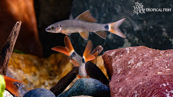 Epalzeorhynchos frenatum "Rainbow Shark"