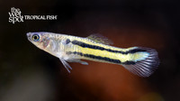 Micropoecilia parae "Yellow Melanzona Guppy"