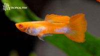 Poecilia reticulata "Albino Koi Guppy"