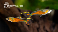Poecilia cf. wingei"Super Red Yellow Top Sword Endler's Livebearer"