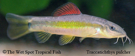 Traccatichthys pulcher - Rainbow Loach