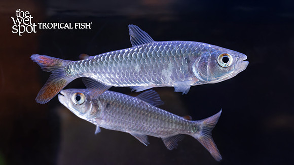 Brycinus nurse "Nurse Tetra"