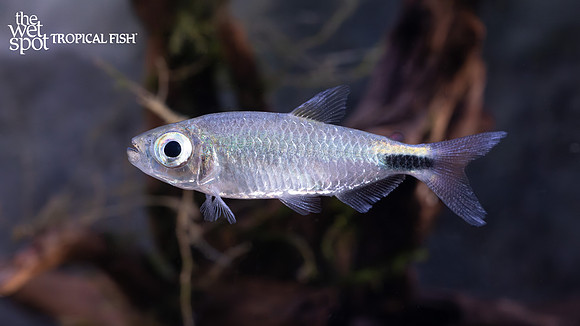 Bryconalestes longipinnis "Alestes Tetra"