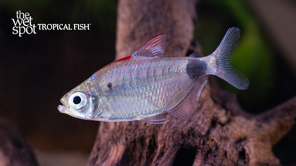 Bathyaethiops flammeus "Red Back Moon Tetra"