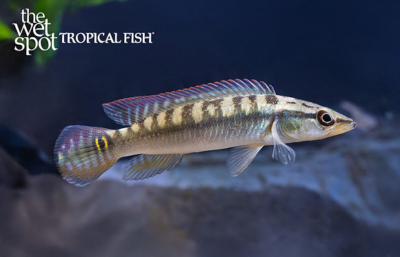 Crenicichla sp. "Belly Crawler" "Colombia"