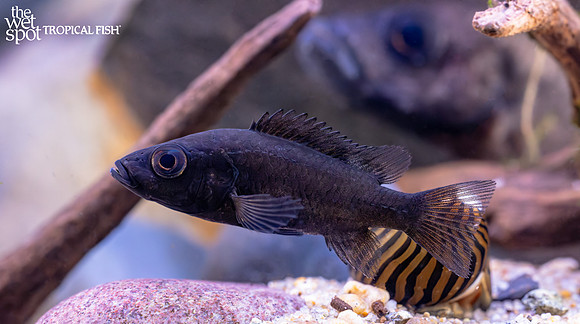 Stomatepia pindu