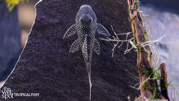 Pseudacanthicus asurini "L067" "Lot Spot Pleco"
