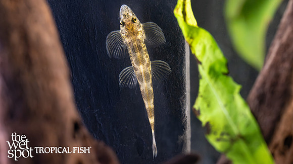 Pseudohomaloptera leonardi "Leonard's Hillstream Loach"