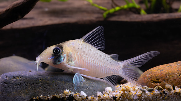 Corydoras sychri "Long Nose" "C097"