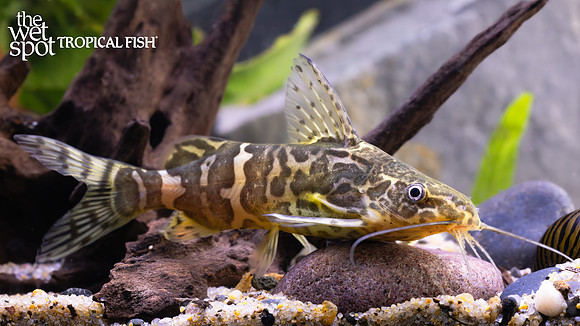 Synodontis serpentis