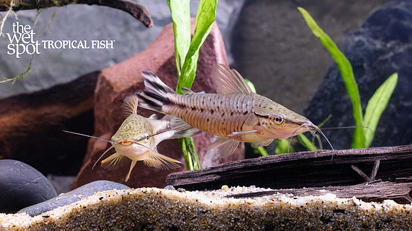 Dianema urostriatum "Flagtail Porthole Cat"  "Brazil"