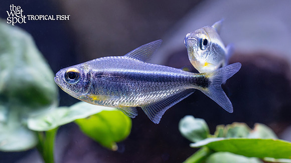 Moenkhausia heikoi "Xingu Black Neon Tetra"