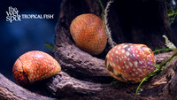 Clithon sp. "Pink Lady Nerite Snail"
