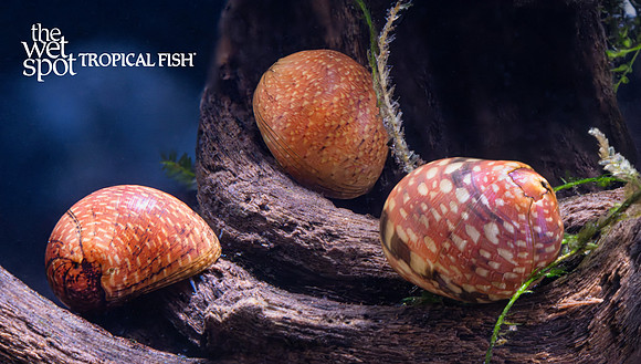 Clithon sp. "Pink Lady Nerite Snail"