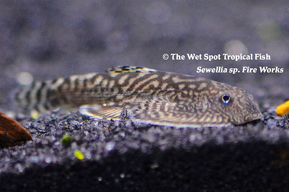 Sewellia cf. marmorata - Fire Works Hillstream Loach