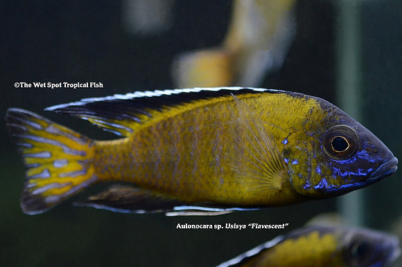 Aulonocara sp. "Usisya" "Flavescent"