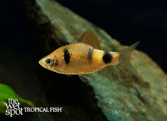 Pethia nayarani -  Narayani Barb