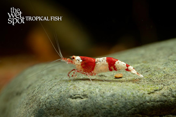 Caridina logemanni - Red Crystal Shrimp