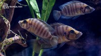 Altolamprologus