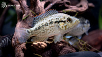 Nandopsis tetracanthus "Cuban Cichlid"
