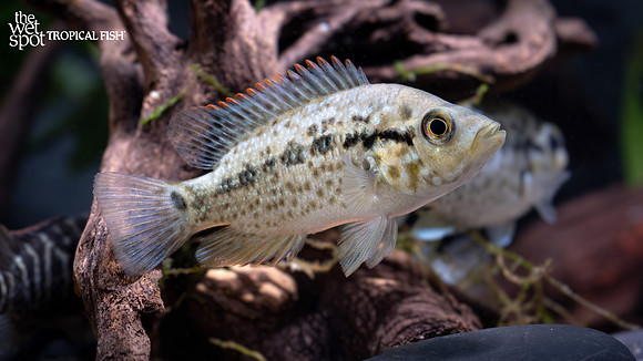 Nandopsis tetracanthus "Cuban Cichlid"