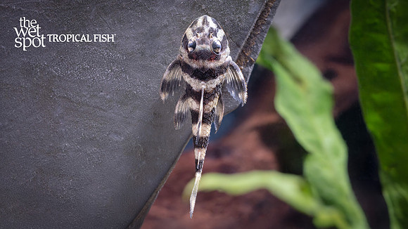 Dekeyseria picta "L052"  "Atabapo Butterfly Pleco"