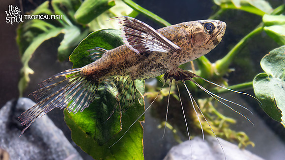 Pantodon buchholzi "African Butterfly Fish"