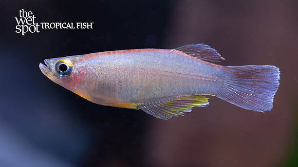 Procatopus nototaenia "Nototaenia Killi"  "Bidou/Kribi"