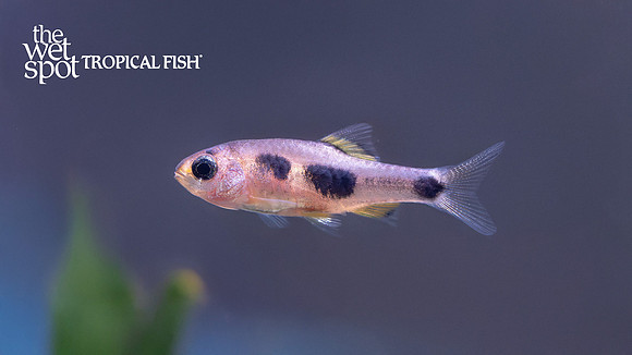 Enteromius hulstaerti "Butterfly Barb"