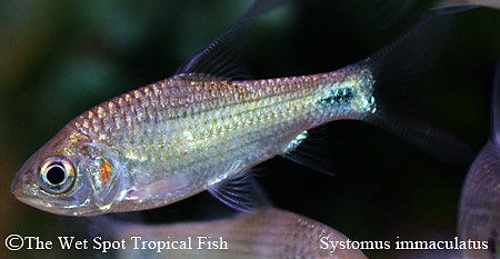 Systomus immaculatus - Cute Face Barb
