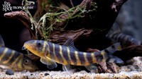 Botia dario "Queen Loach"