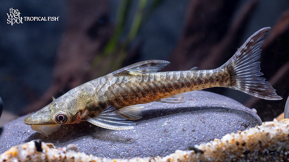 Hypoptopoma sp./Oxyropsis sp. "Assorted Giant Otocinclus"