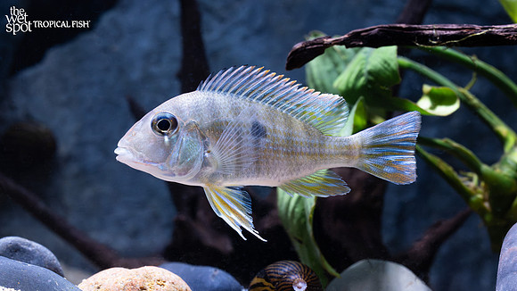 Geophagus pyrocephalus "Red Head Tapajos"