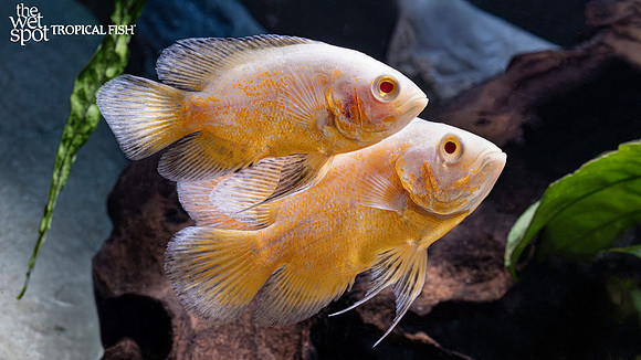 Astronotus ocellatus "Lemon Oscar"